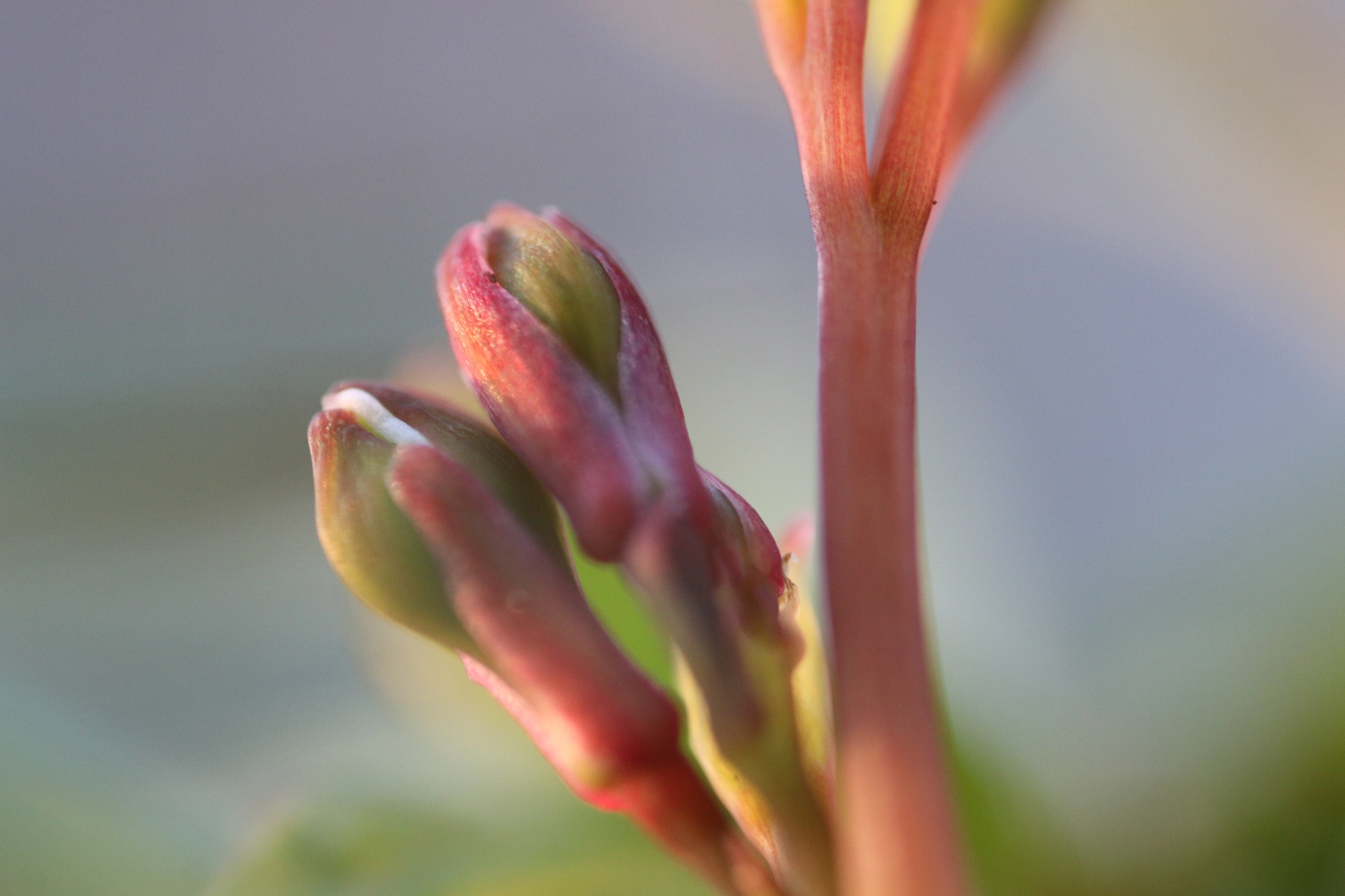 Canon MP-E 65mm F2.5 1-5x Macro Photo sample photo. Fresh dicentra photography