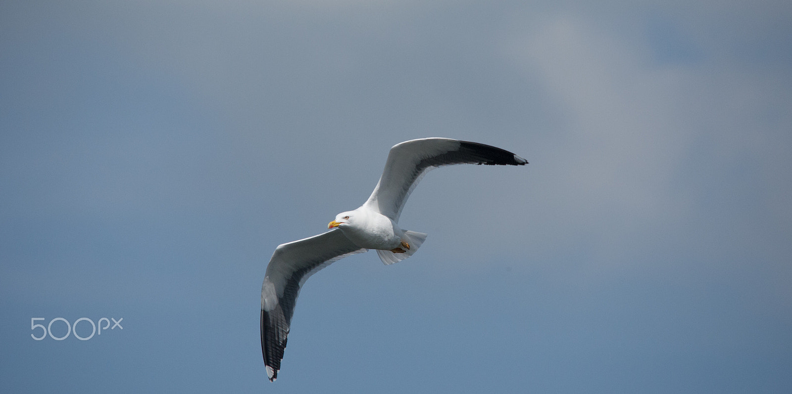 Sigma 150-500mm F5-6.3 DG OS HSM sample photo. Gull photography