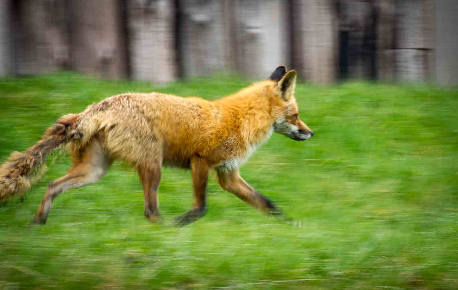 Sony Alpha DSLR-A500 + Sony DT 55-300mm F4.5-5.6 SAM sample photo. Scruffy fox at fort george photography
