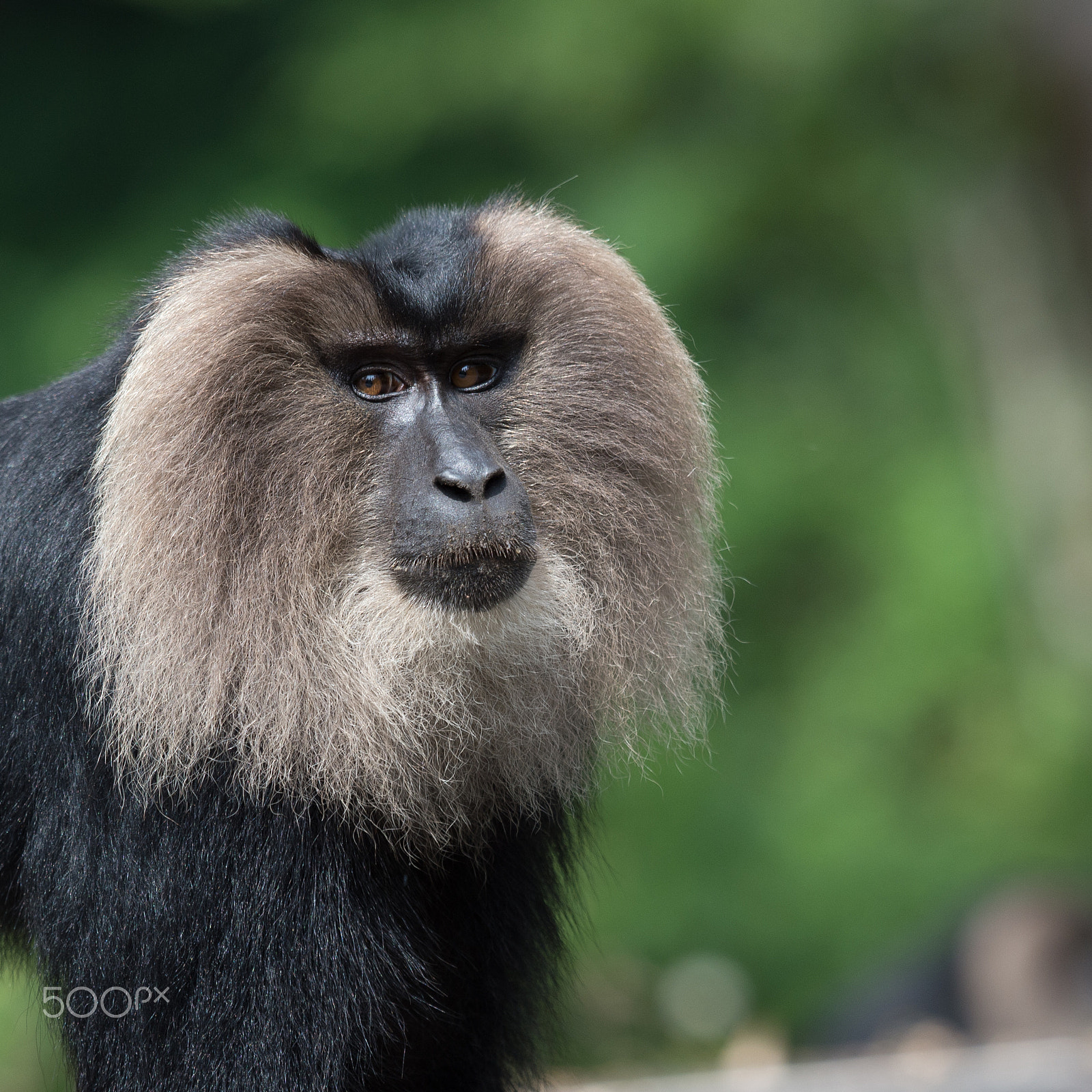 Nikon AF-S Nikkor 200-500mm F5.6E ED VR sample photo. Lion-tailed macaque (macaca silenus) photography