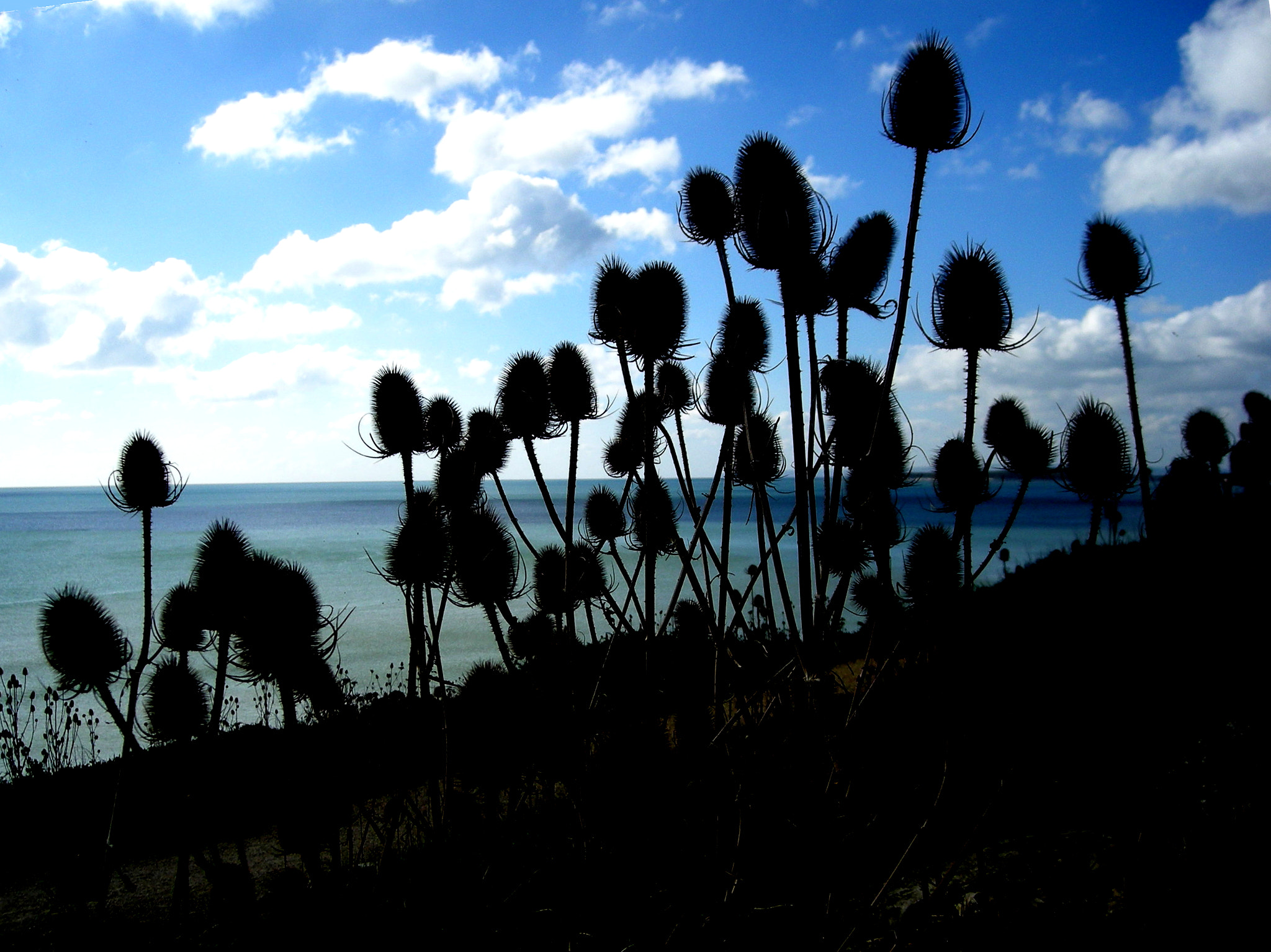 Nikon COOLPIX L12 sample photo. Black teasel photography