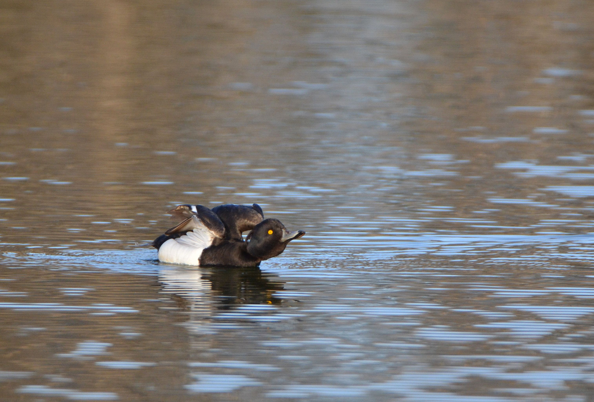 Nikon D3100 + Tamron SP 150-600mm F5-6.3 Di VC USD sample photo. Tufted duck photography