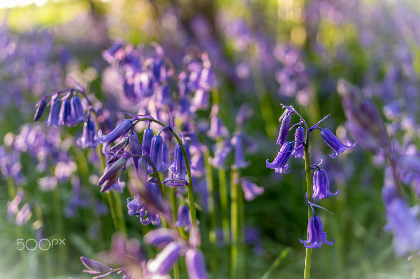 Pentax K-3 II sample photo. English bluebells photography