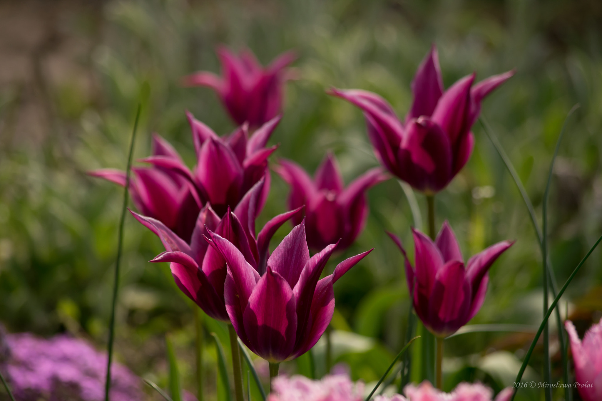 Nikon D5300 + AF Zoom-Nikkor 75-300mm f/4.5-5.6 sample photo. Tulips photography