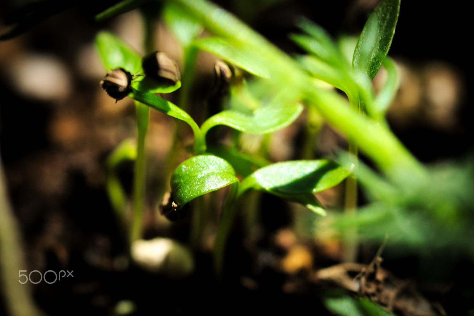 Nikon D40X + Nikon AF Micro-Nikkor 60mm F2.8D sample photo. Germination photography