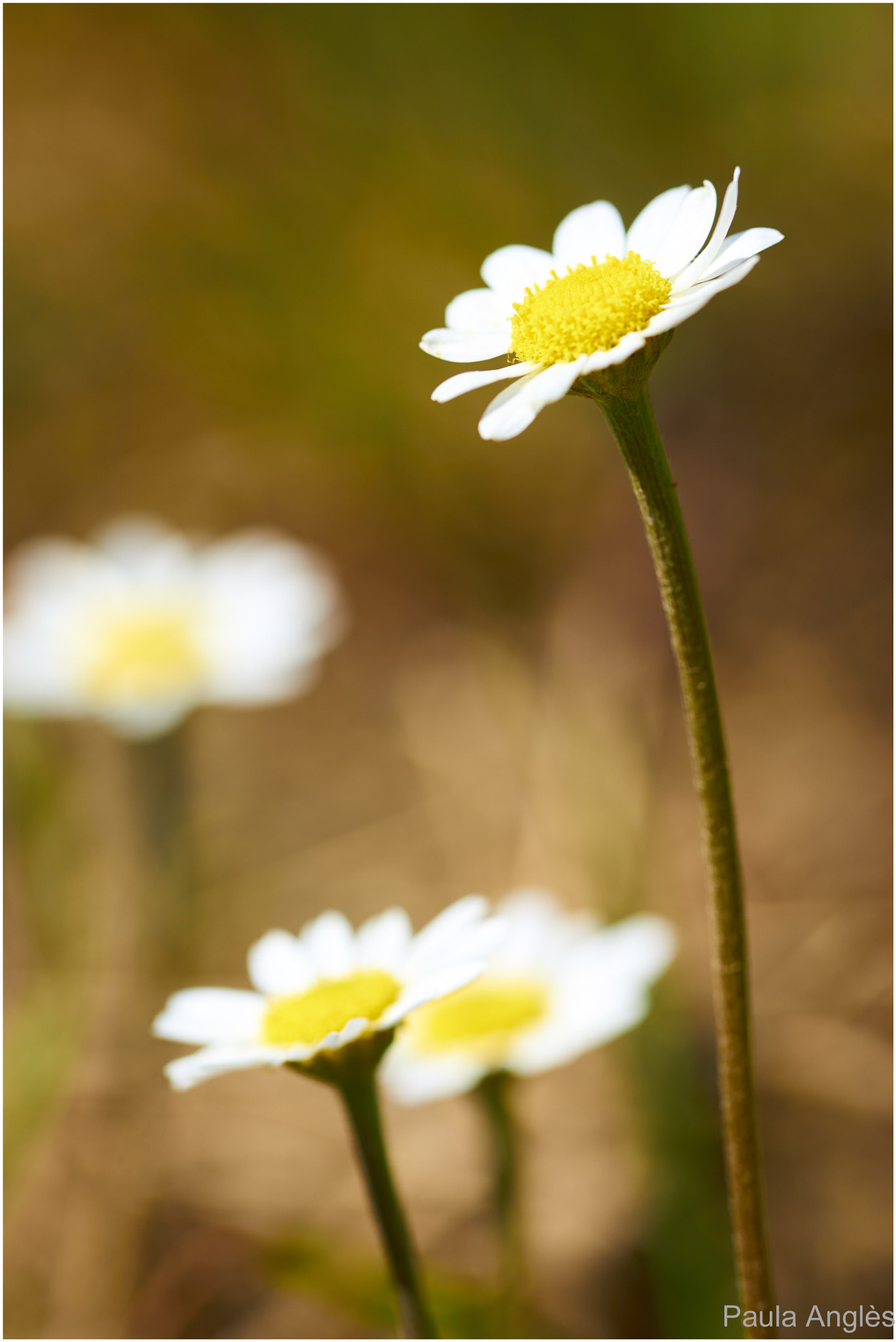 Sony a99 II + 90mm F2.8 Macro SSM sample photo. Blommekes photography