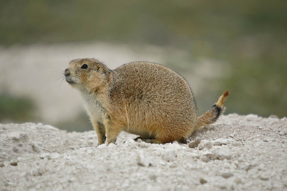 Nikon D70s + Sigma 50-500mm F4-6.3 EX APO RF HSM sample photo. Mexican prairie dog (cynomys mexicanus) photography