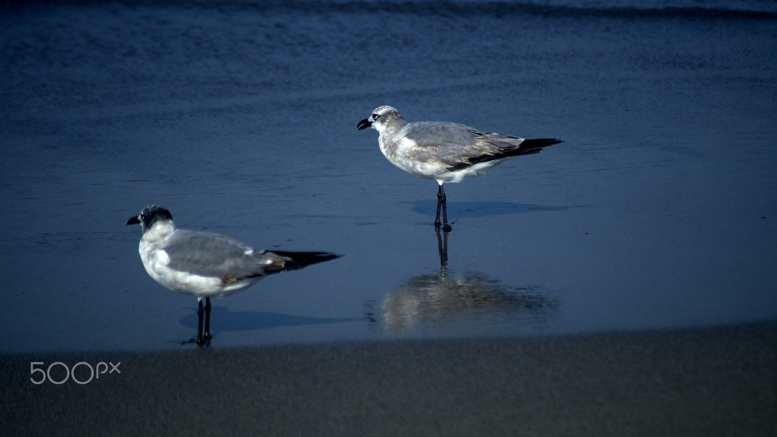 Sigma 70-210mm F4-5.6 APO sample photo. Gulls on the beach photography