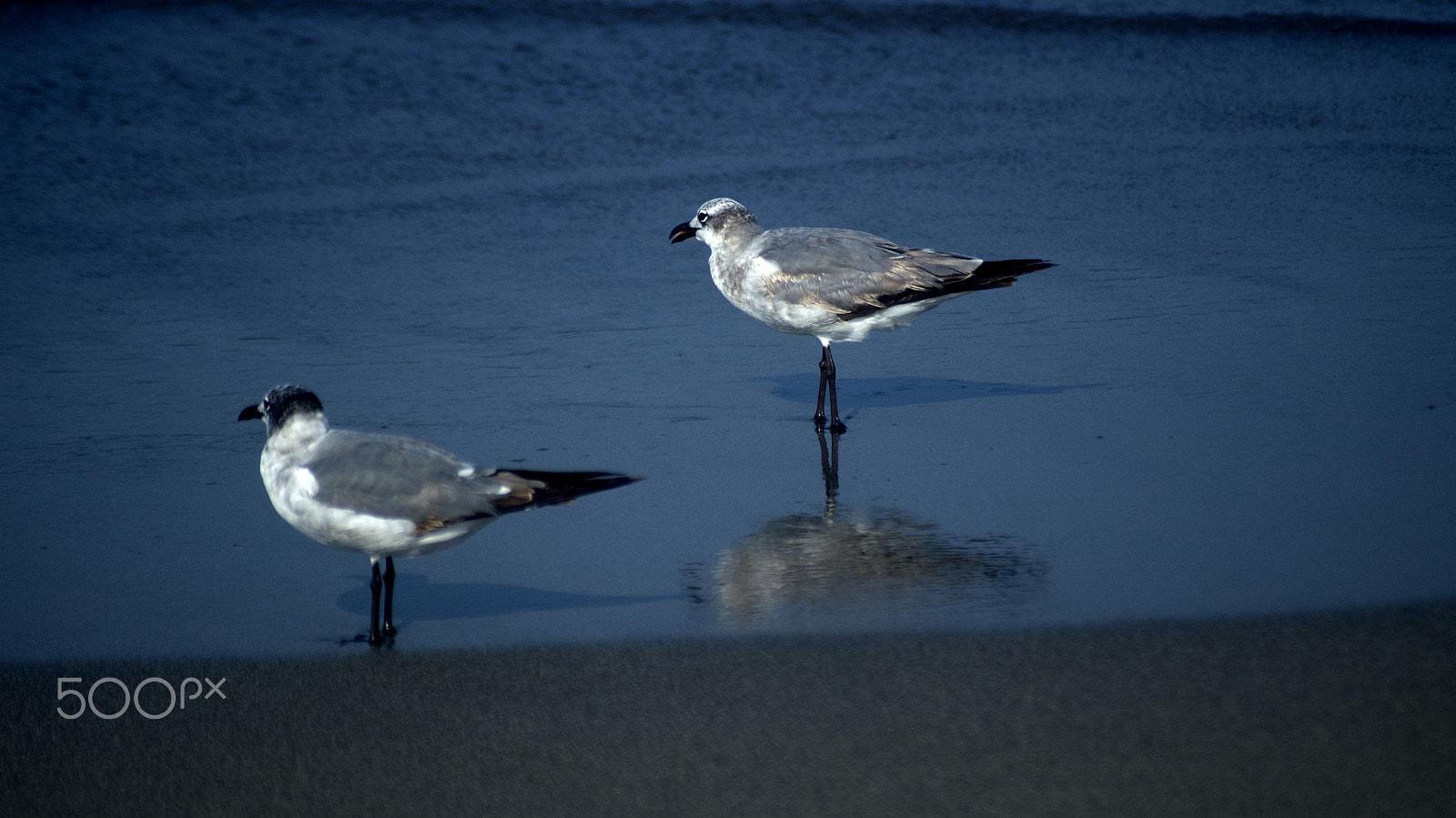 Sony SLT-A57 + Sigma 70-210mm F4-5.6 APO sample photo. Gulls on the beach photography