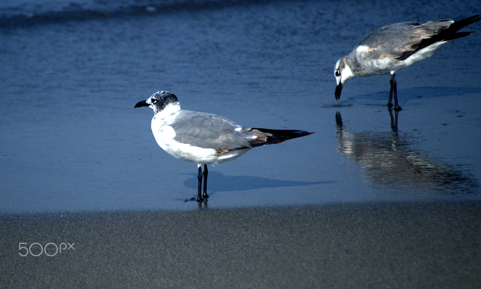 Sony SLT-A57 + Sigma 70-210mm F4-5.6 APO sample photo. Gulls on the beach photography