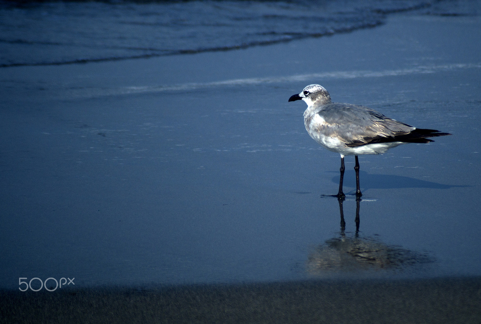 Sony SLT-A57 sample photo. Gulls on the beach photography