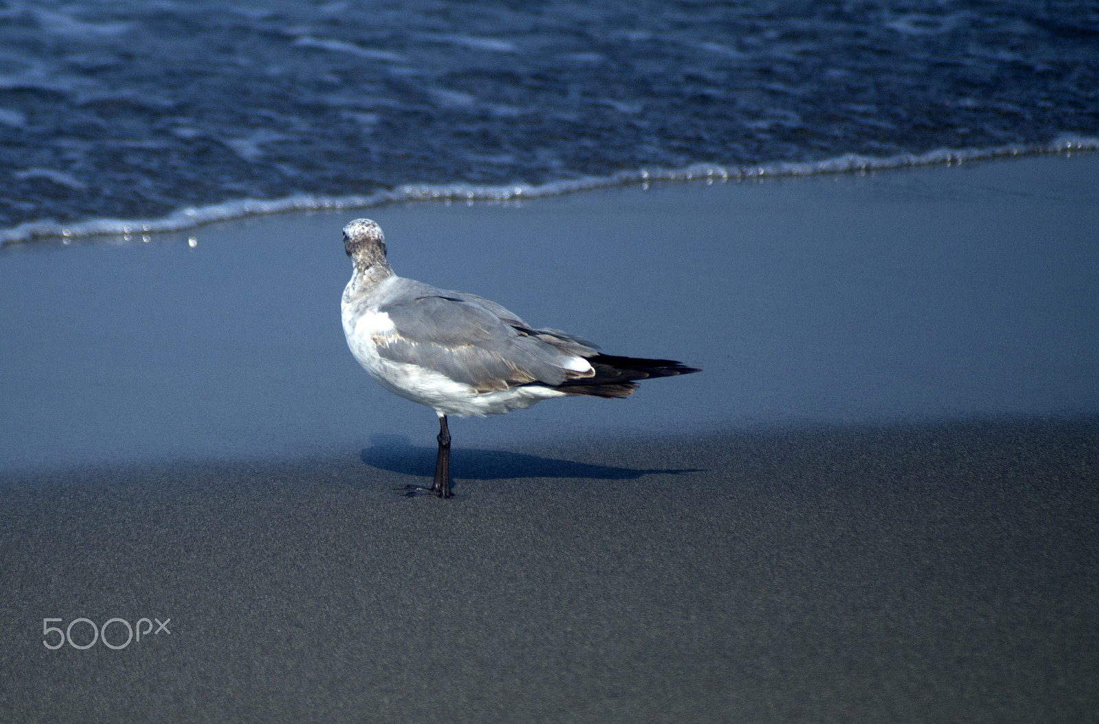 Sony SLT-A57 + Sigma 70-210mm F4-5.6 APO sample photo. Gulls on the beach photography