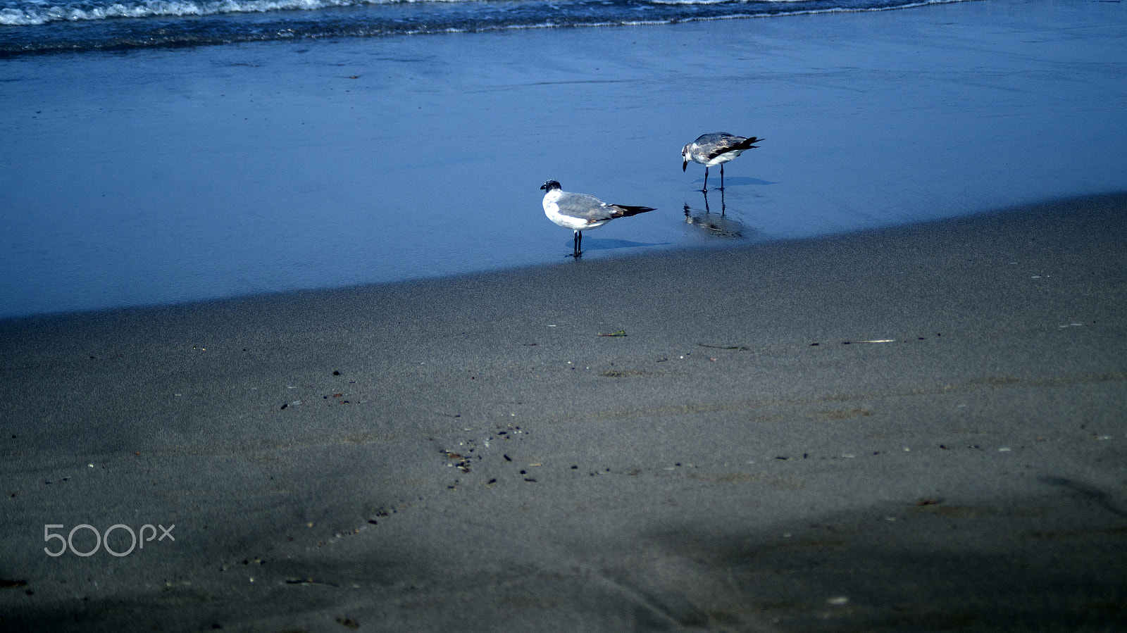 Sony SLT-A57 + Minolta AF 70-210mm F4 Macro sample photo. Gulls on the beach photography