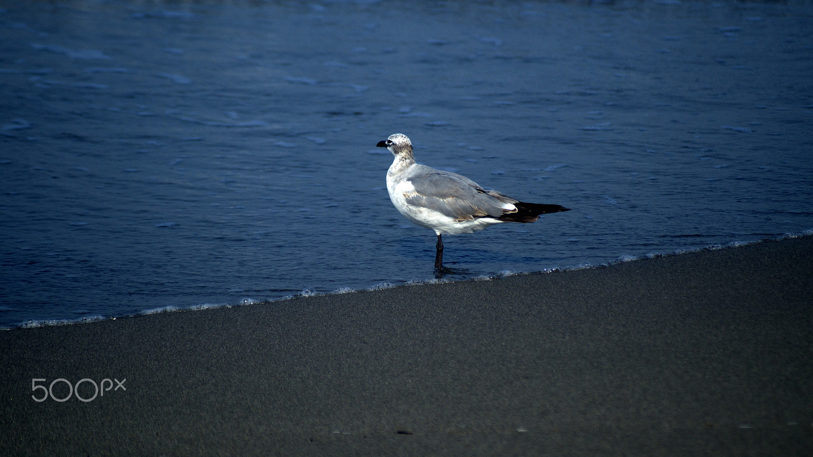 Sigma 70-210mm F4-5.6 APO sample photo. Gulls on the beach photography