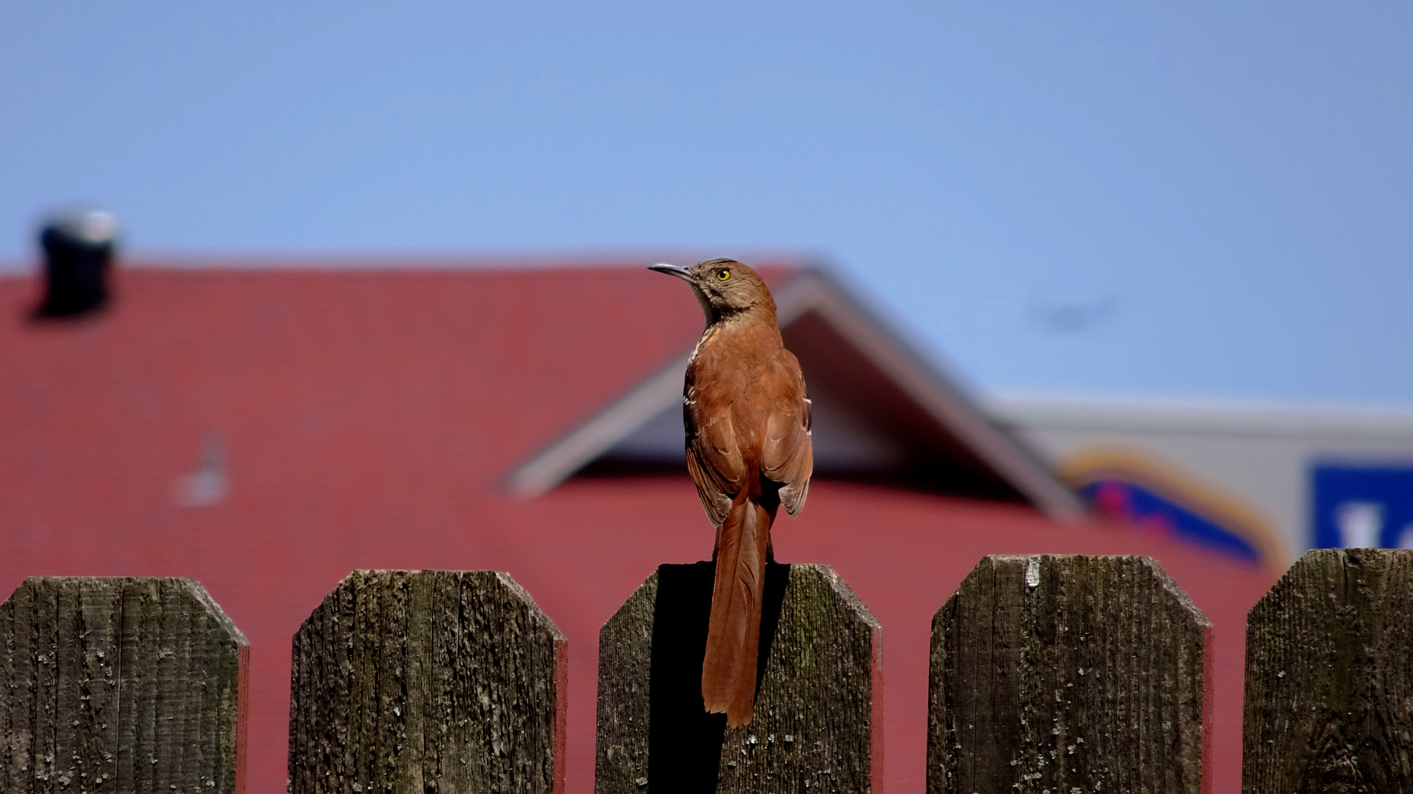 Sony Cyber-shot DSC-HX90V + Sony 24-720mm F3.5-6.4 sample photo. Some bird behind my grandparents house photography