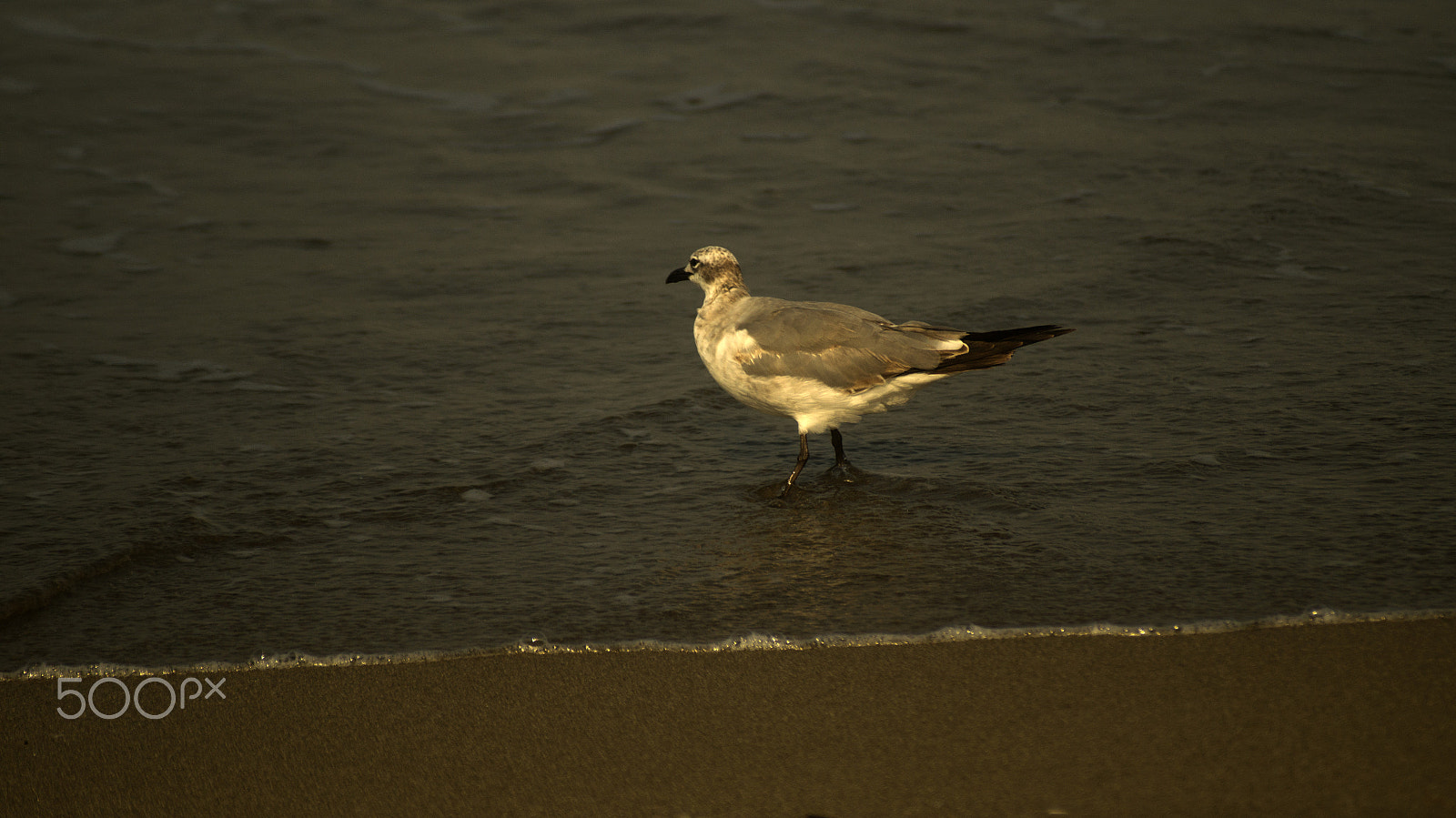 Sony SLT-A57 + Sigma 70-210mm F4-5.6 APO sample photo. Gulls on the beach photography