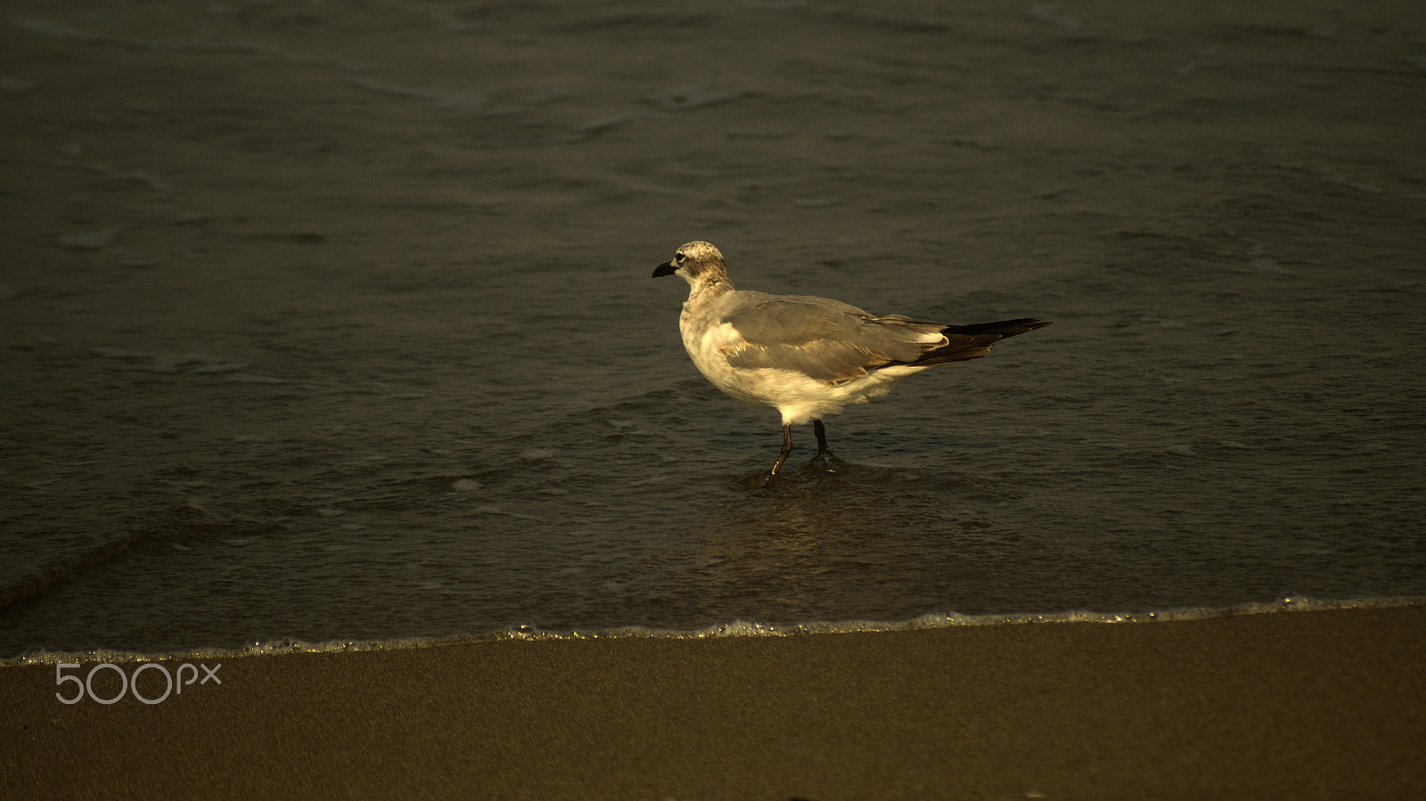 Sigma 70-210mm F4-5.6 APO sample photo. Gulls on the beach photography