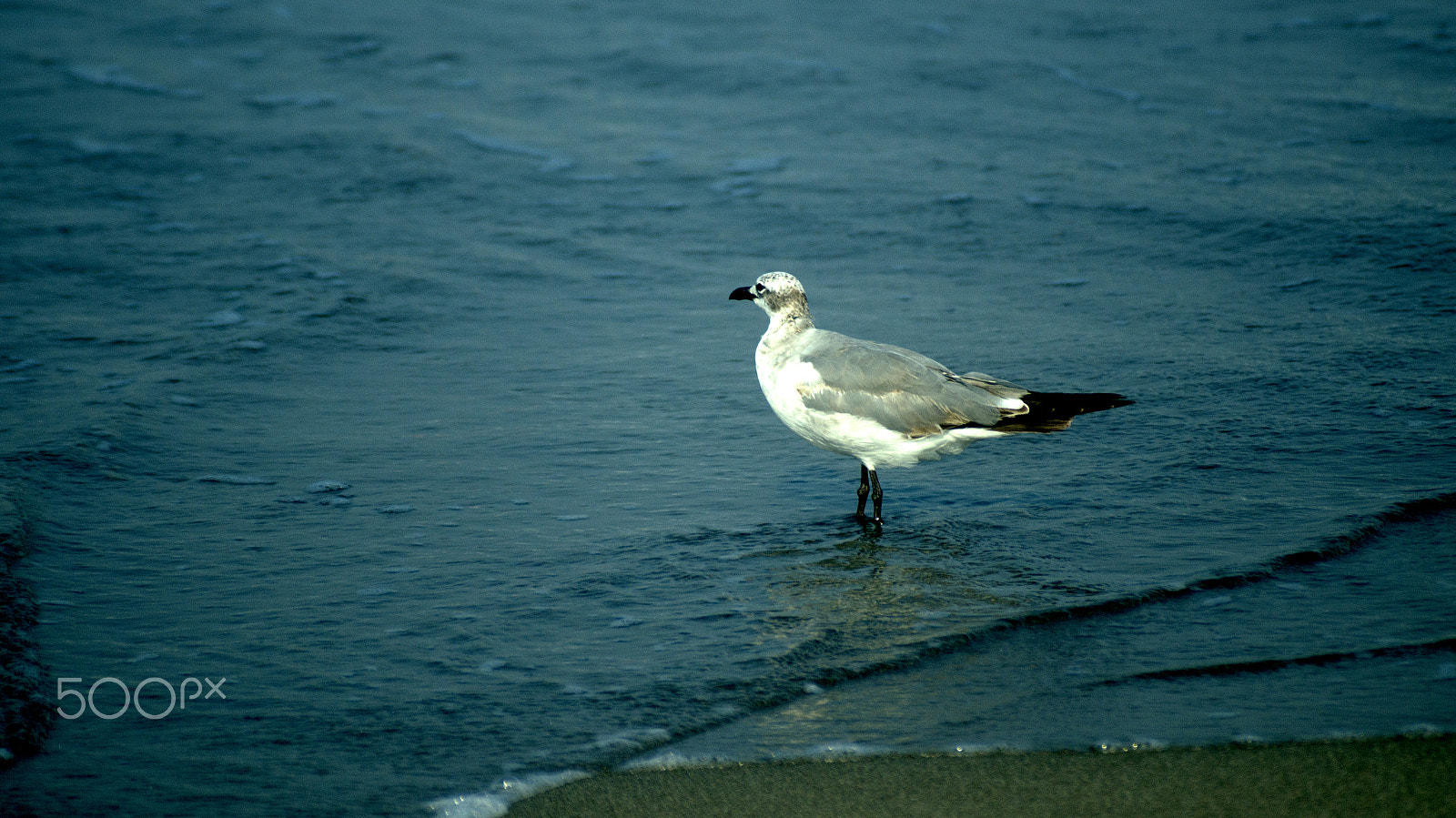 Sony SLT-A57 + Sigma 70-210mm F4-5.6 APO sample photo. Gulls on the beach photography