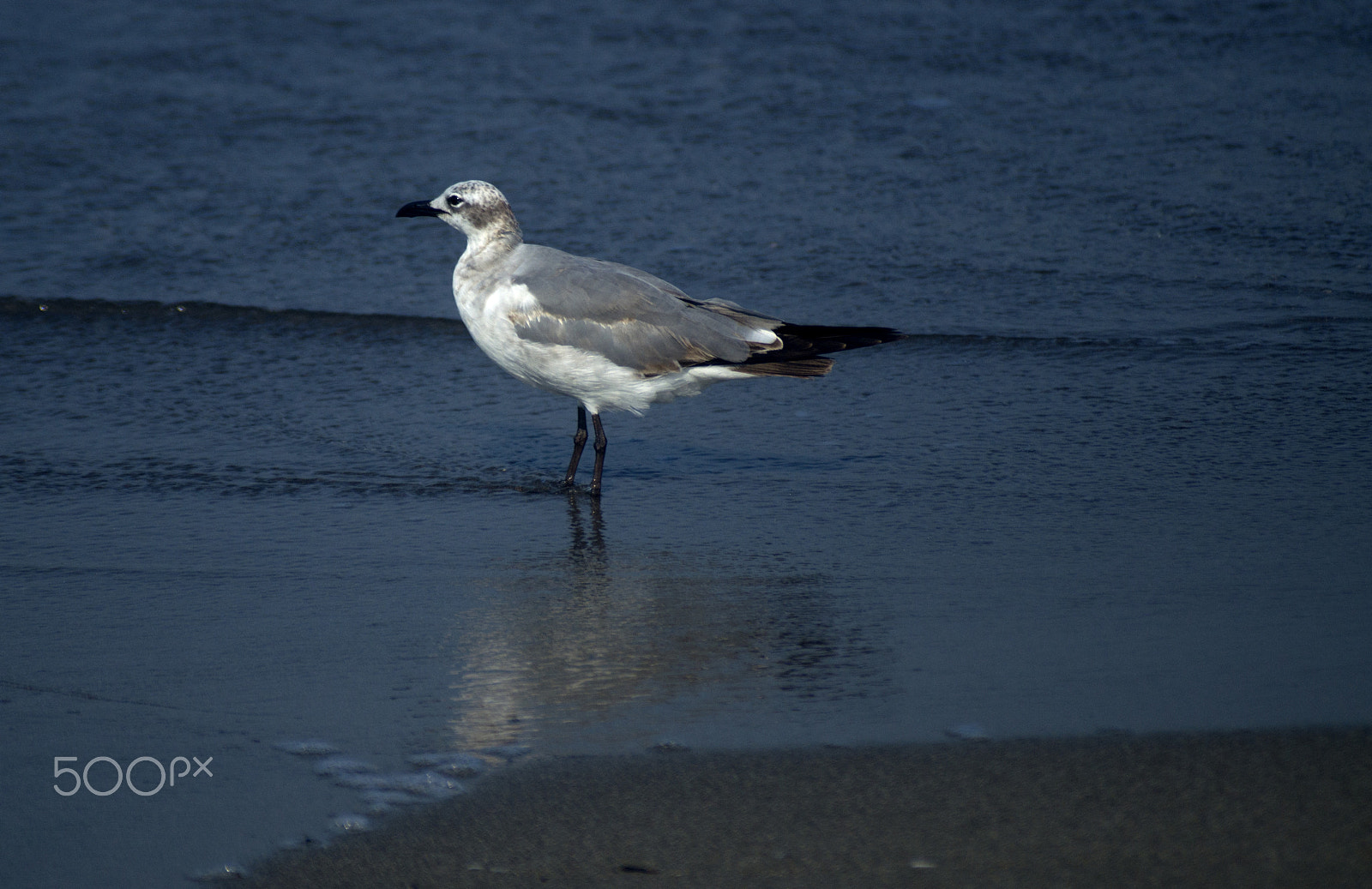 Sony SLT-A57 + Sigma 70-210mm F4-5.6 APO sample photo. Gulls on the beach photography