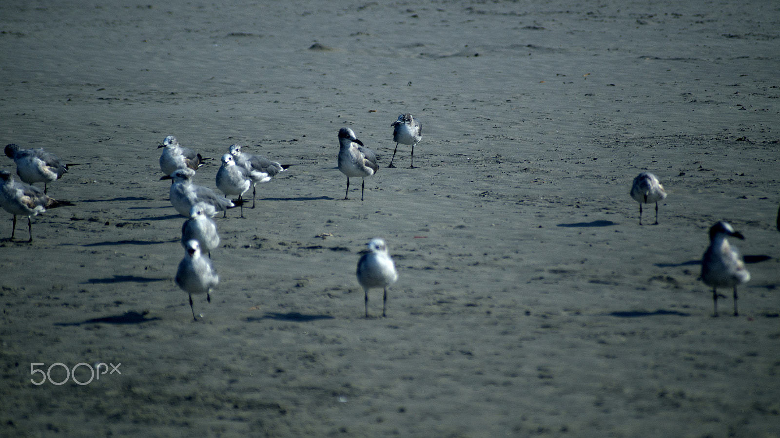 Sigma 70-210mm F4-5.6 APO sample photo. Gulls on the beach photography