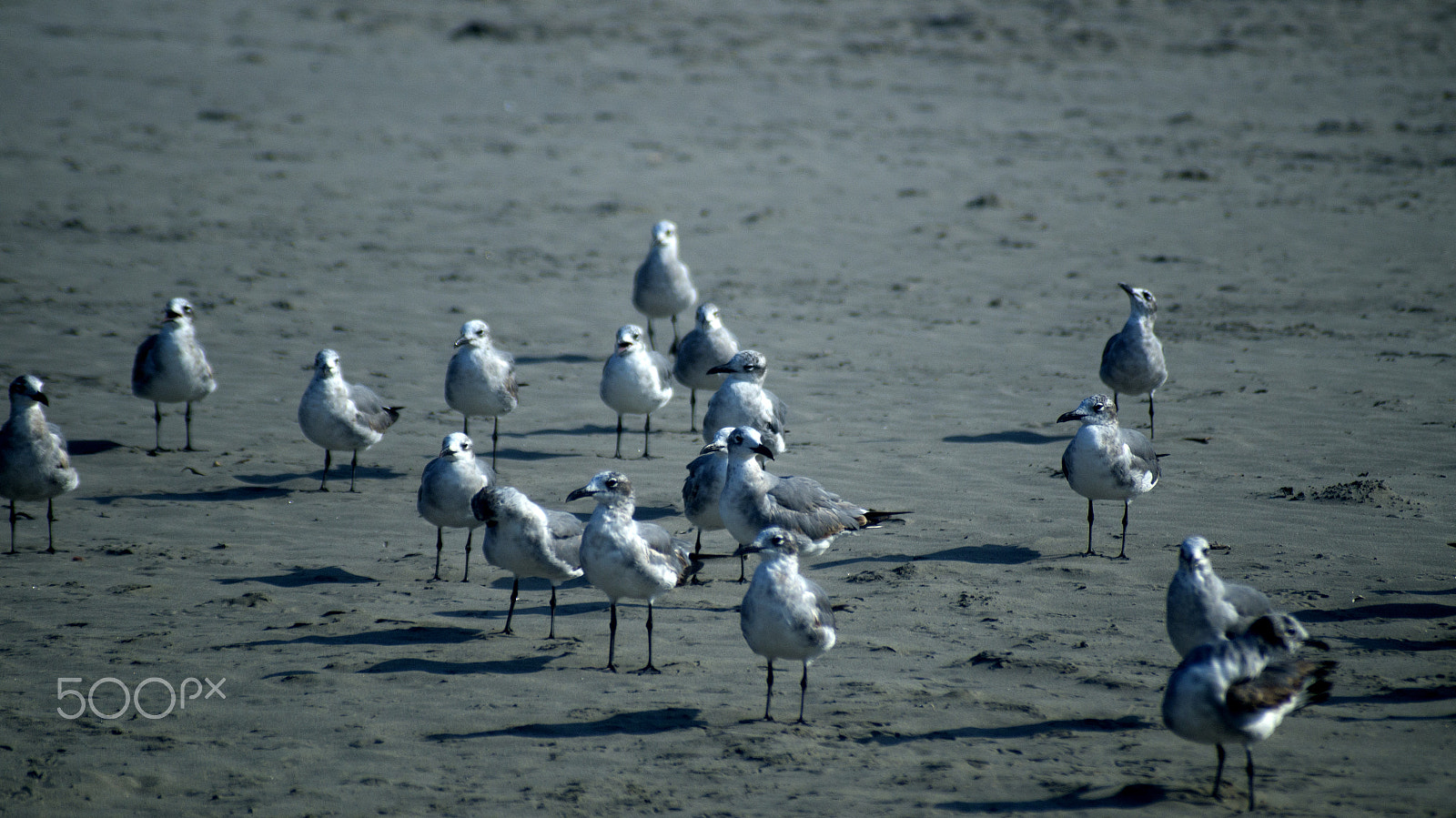 Sony SLT-A57 sample photo. Gulls on the beach photography
