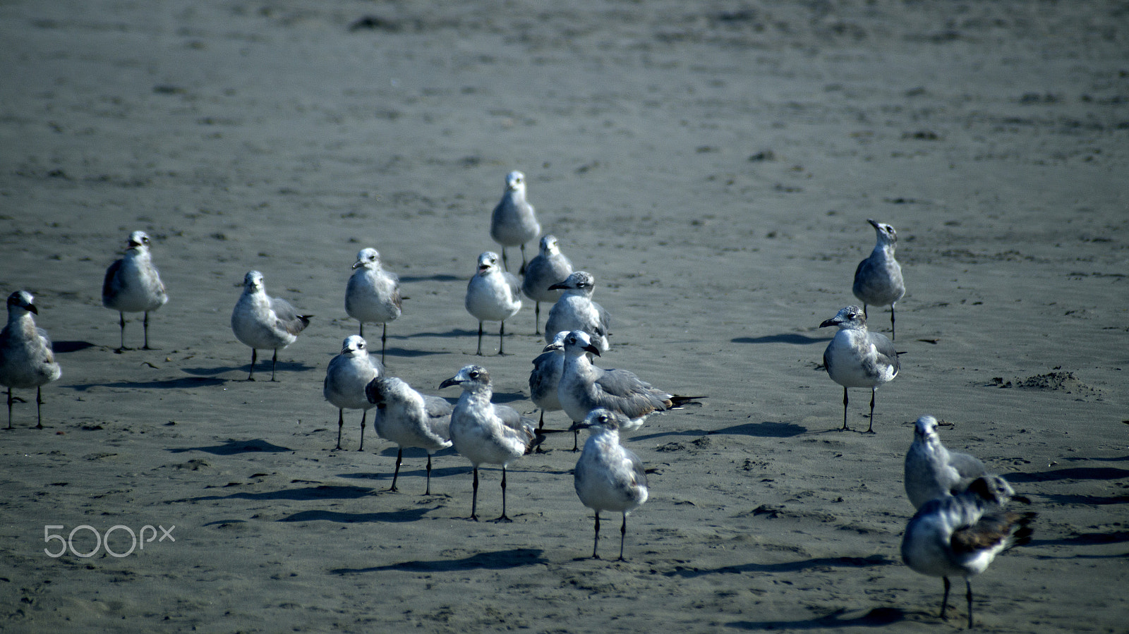 Sigma 70-210mm F4-5.6 APO sample photo. Gulls on the beach photography