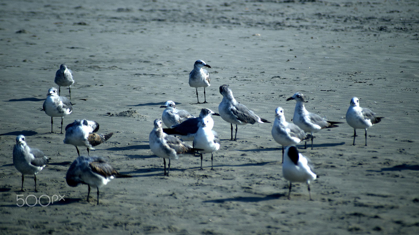 Sony SLT-A57 + Sigma 70-210mm F4-5.6 APO sample photo. Gulls on the beach photography