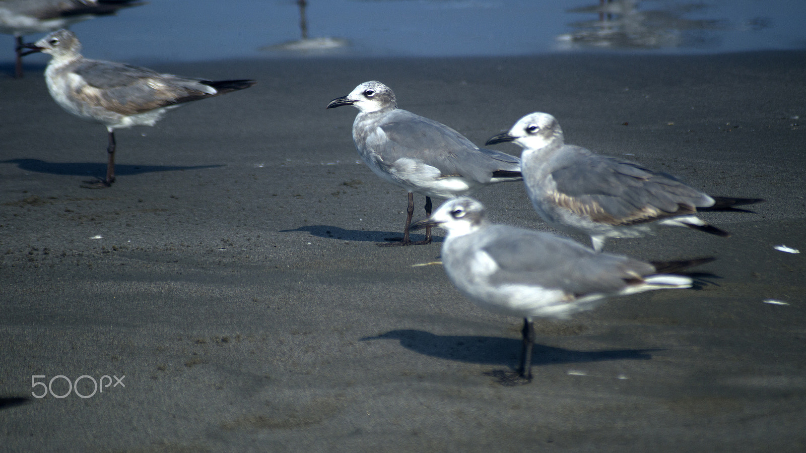 Sony SLT-A57 sample photo. Gulls on the beach photography