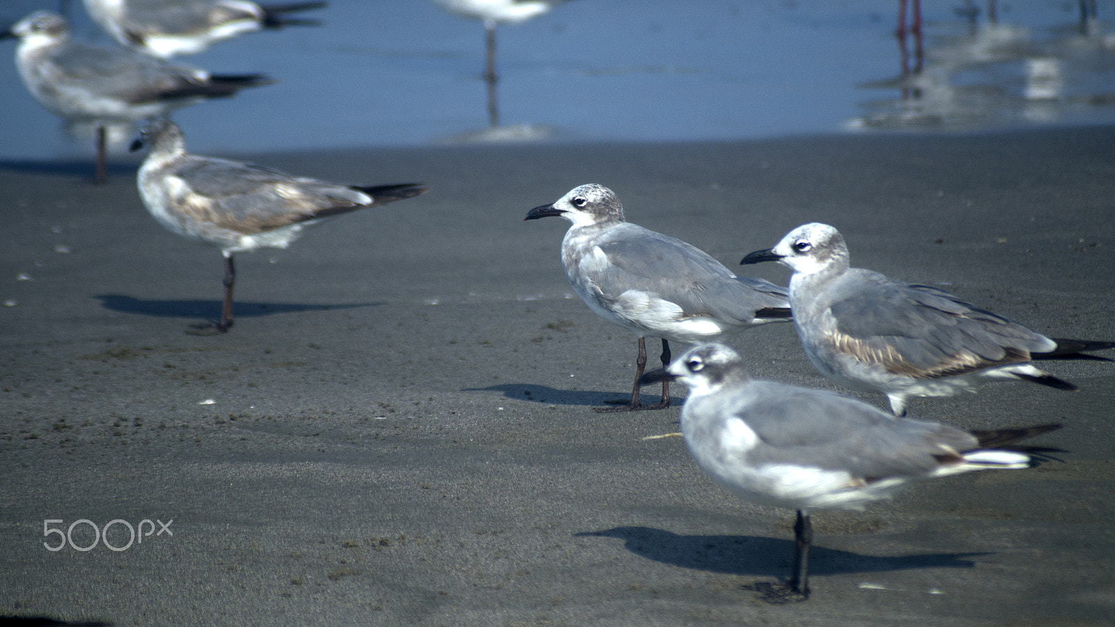 Sigma 70-210mm F4-5.6 APO sample photo. Gulls on the beach photography