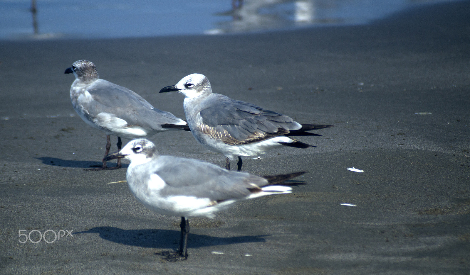 Sony SLT-A57 + Sigma 70-210mm F4-5.6 APO sample photo. Gulls on the beach photography