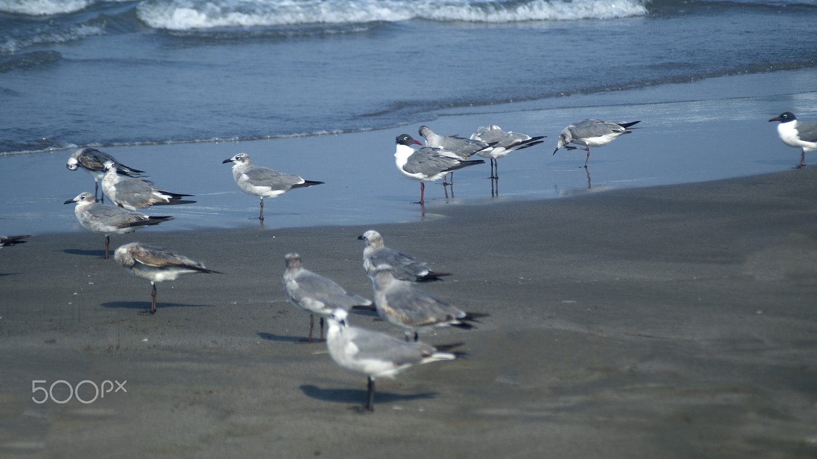 Sigma 70-210mm F4-5.6 APO sample photo. Gulls on the beach photography