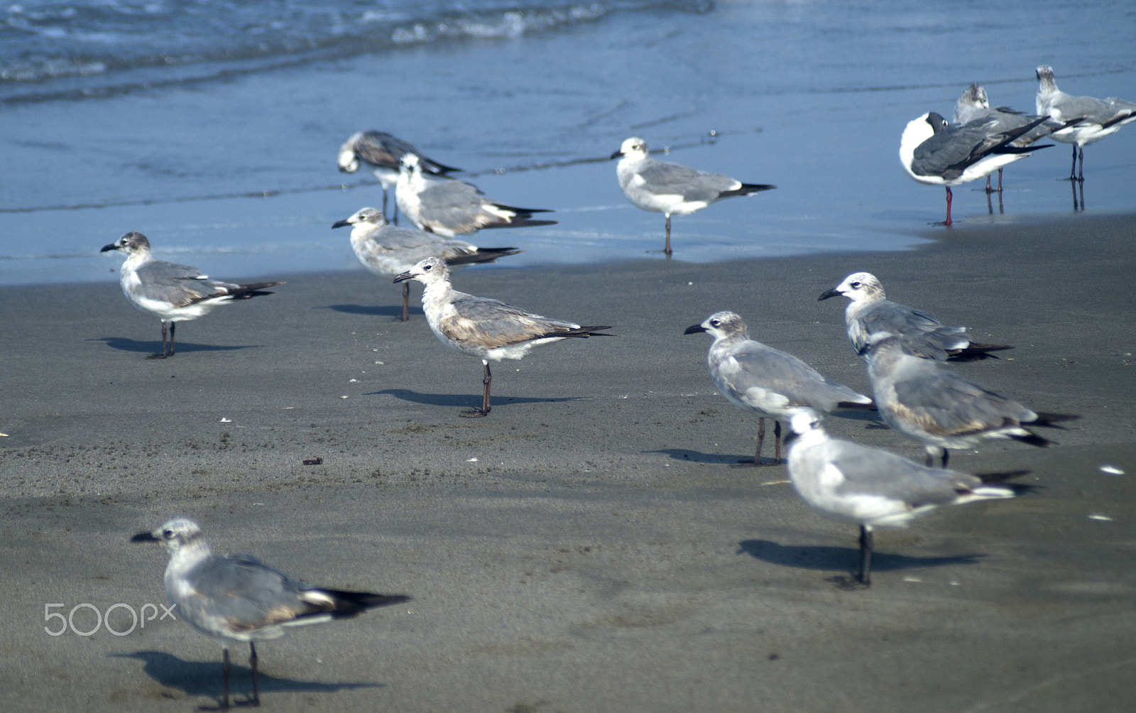 Sony SLT-A57 + Sigma 70-210mm F4-5.6 APO sample photo. Gulls on the beach photography