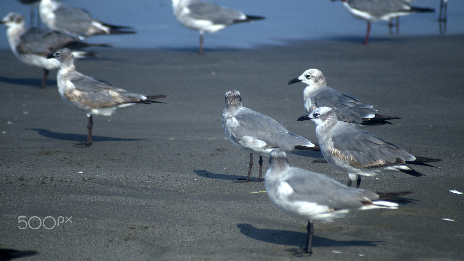 Sony SLT-A57 + Sigma 70-210mm F4-5.6 APO sample photo. Gulls on the beach photography