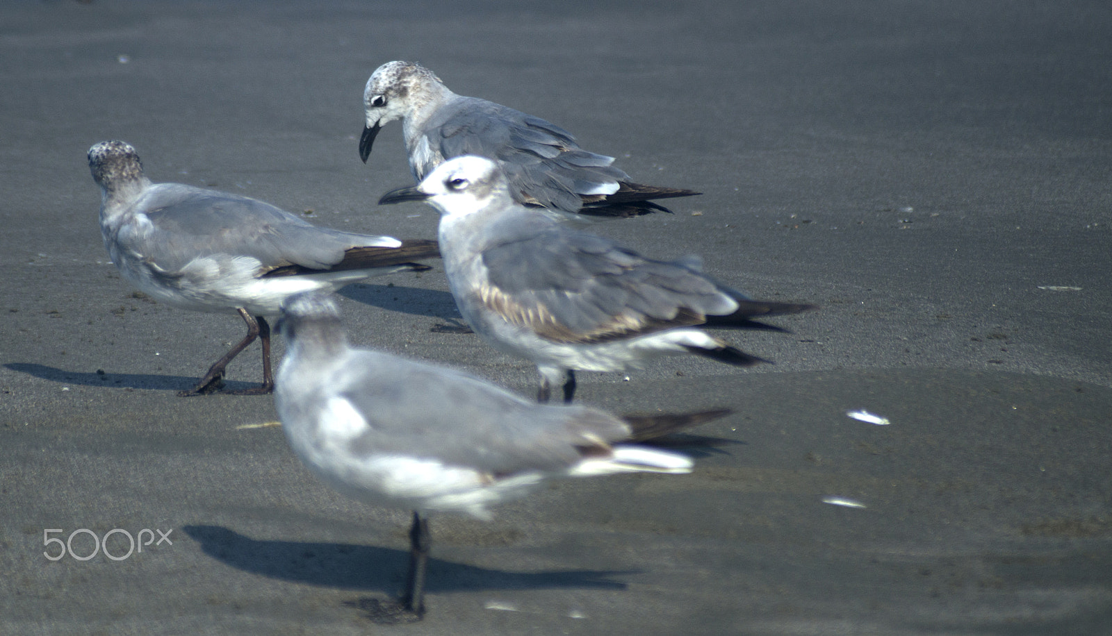 Sigma 70-210mm F4-5.6 APO sample photo. Gulls on the beach photography