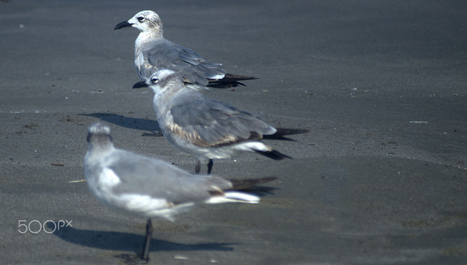 Sony SLT-A57 sample photo. Gulls on the beach photography