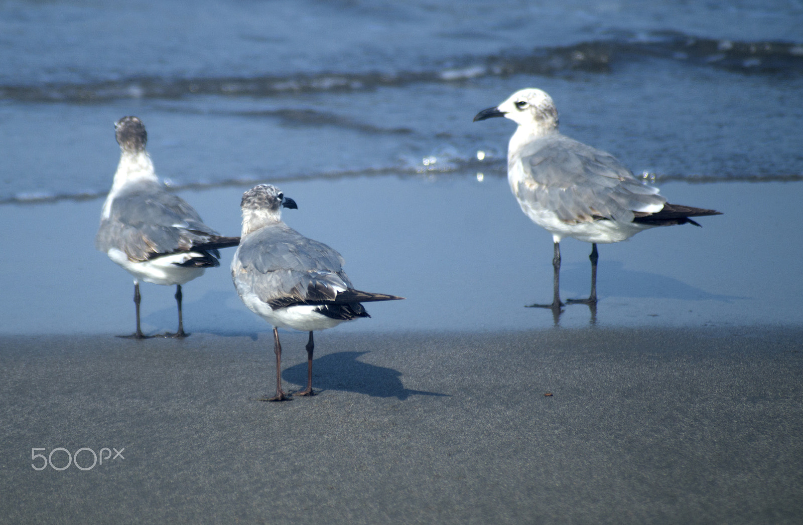 Sony SLT-A57 + Sigma 70-210mm F4-5.6 APO sample photo. Gulls on the beach photography