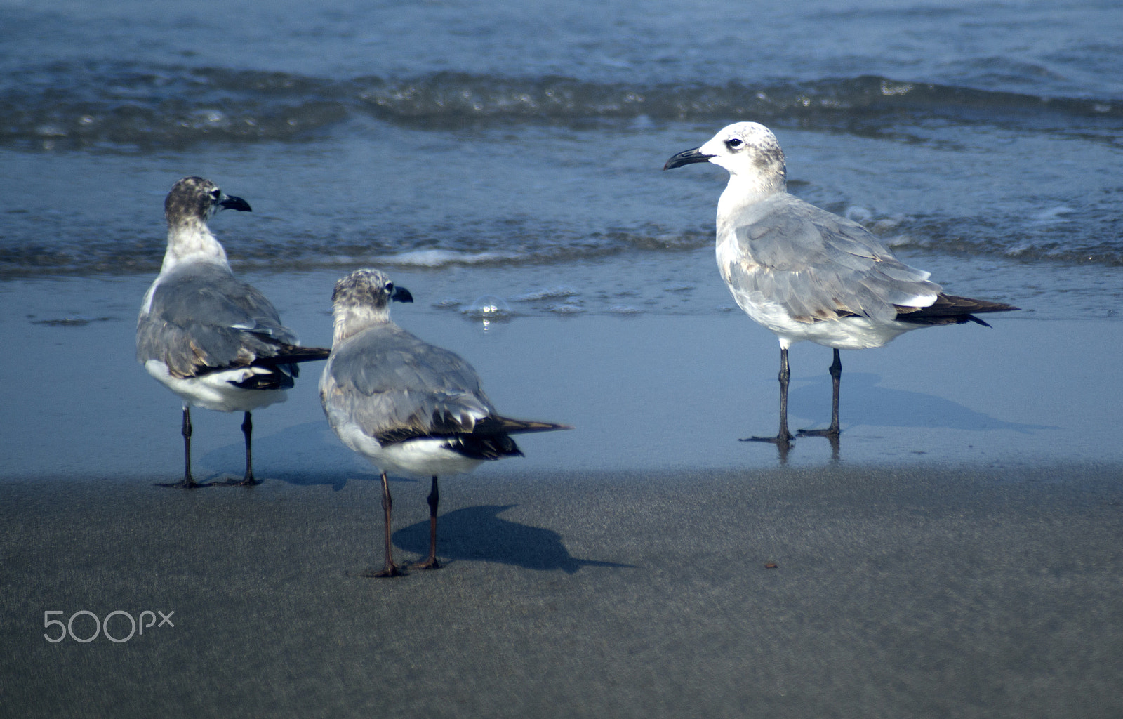 Sony SLT-A57 + Sigma 70-210mm F4-5.6 APO sample photo. Gulls on the beach photography