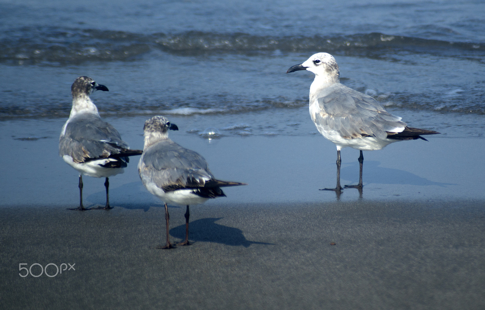 Sony SLT-A57 sample photo. Gulls on the beach photography