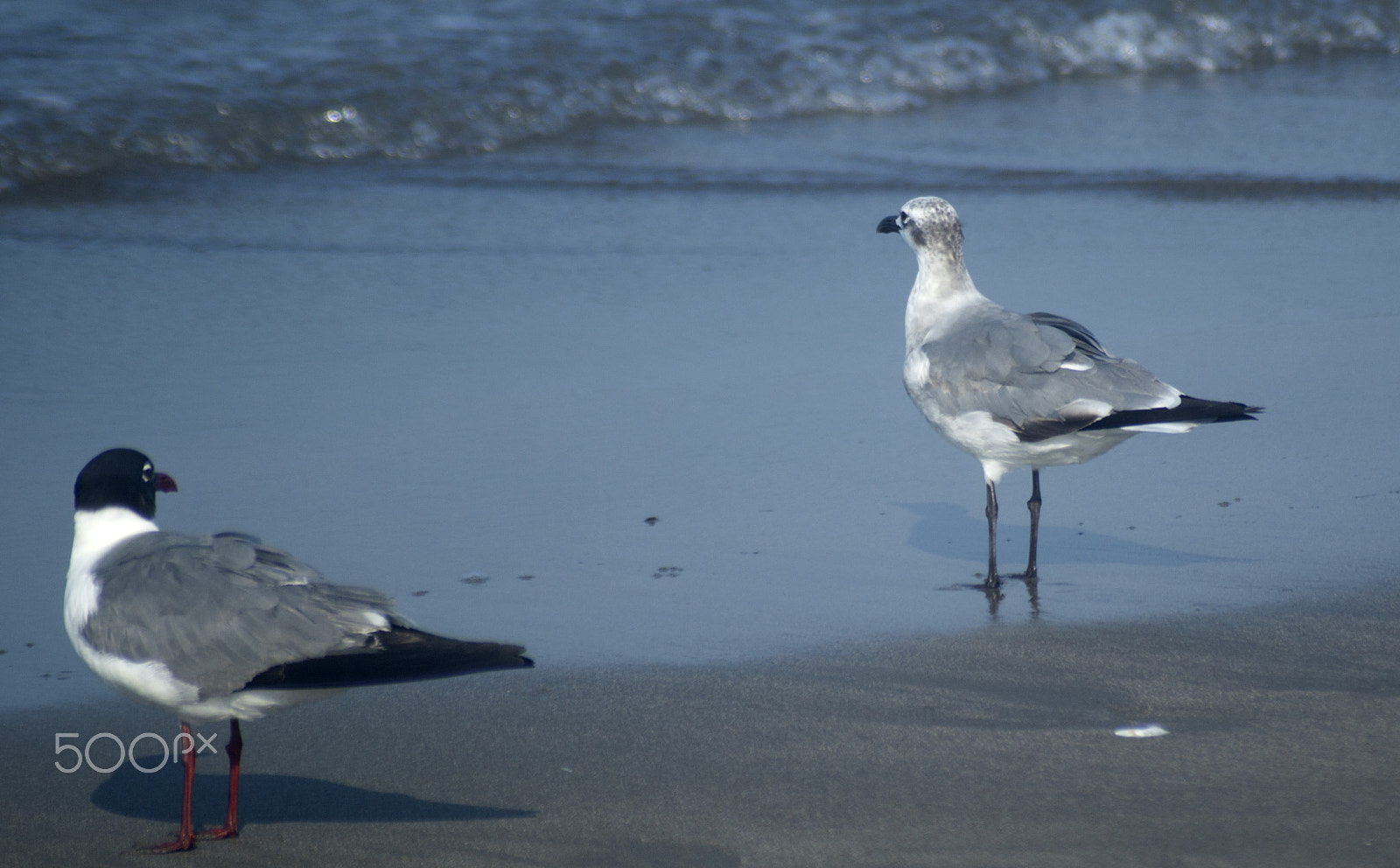 Sony SLT-A57 + Sigma 70-210mm F4-5.6 APO sample photo. Gulls on the beach photography