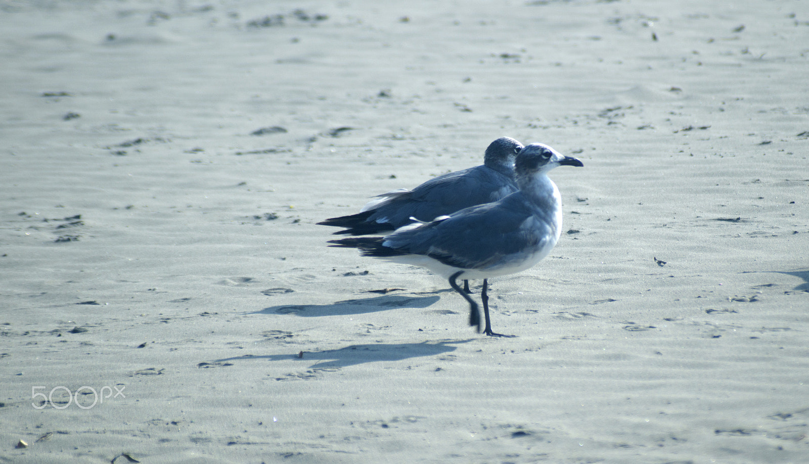 Sony SLT-A57 sample photo. Gulls on the beach photography