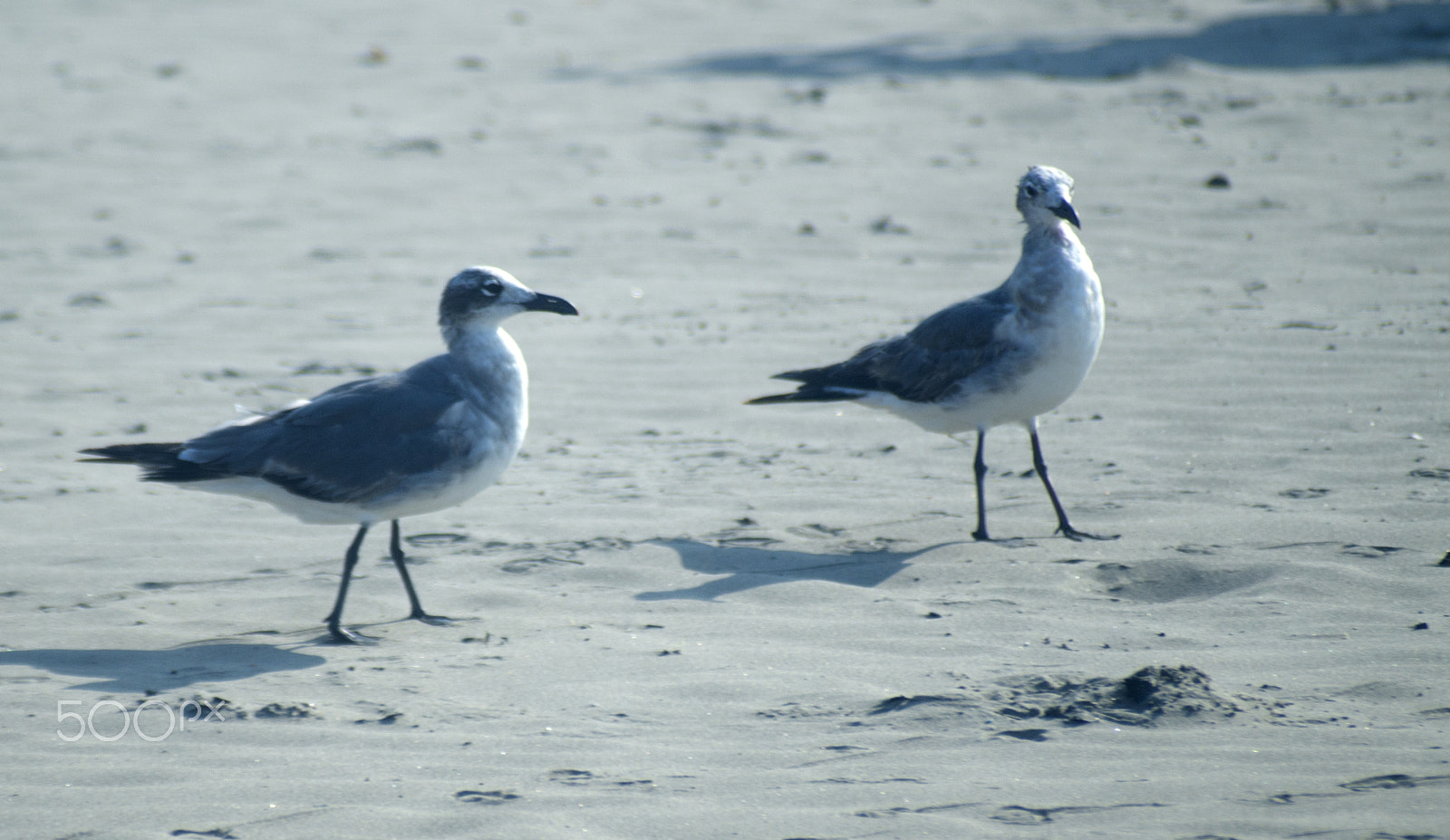 Sigma 70-210mm F4-5.6 APO sample photo. Gulls on the beach photography