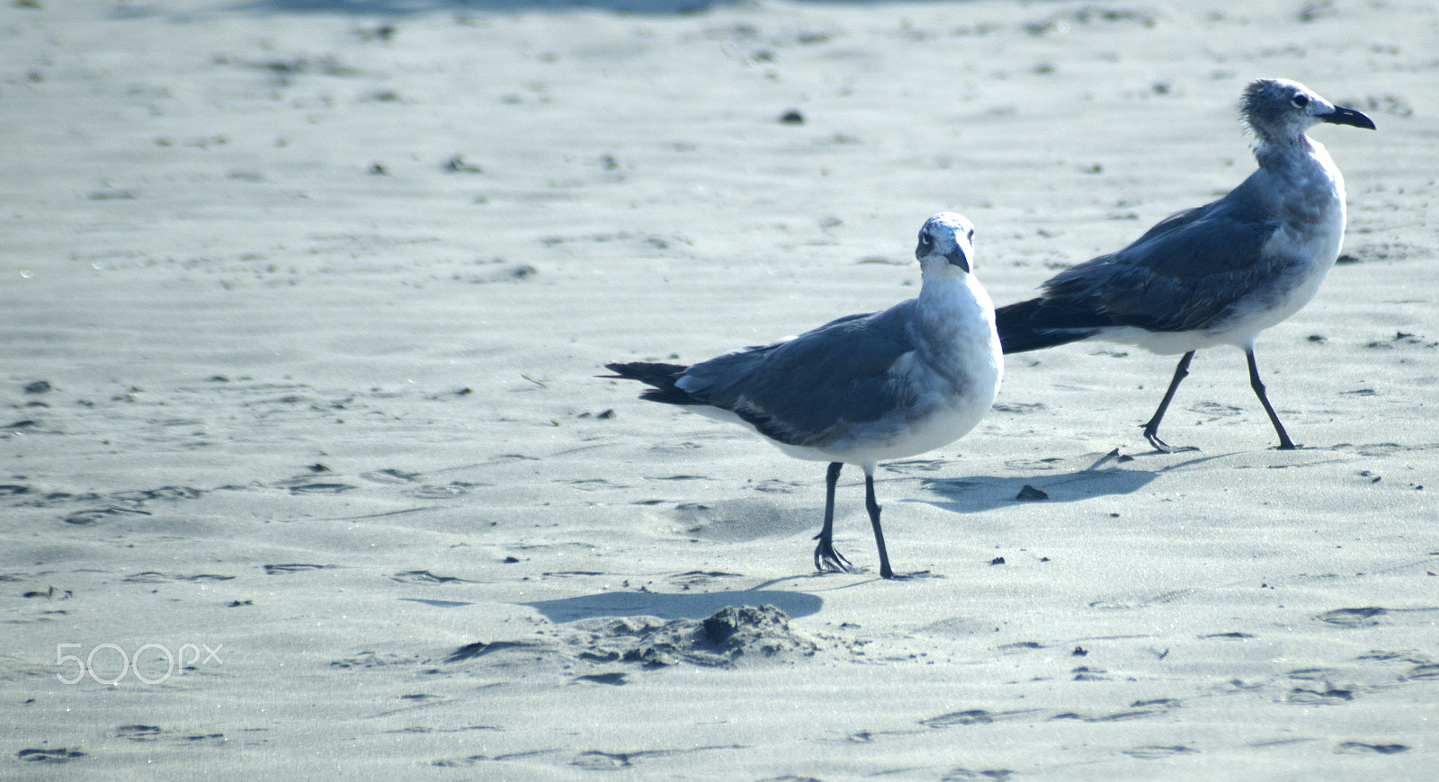 Sony SLT-A57 + Sigma 70-210mm F4-5.6 APO sample photo. Gulls on the beach photography