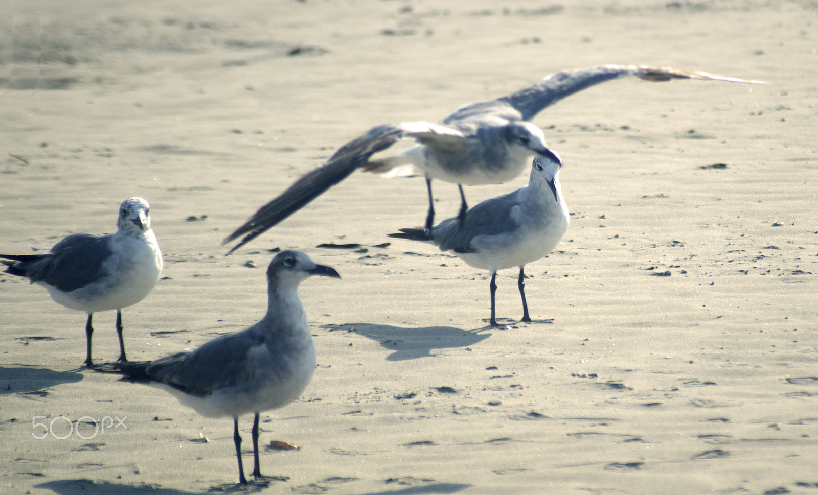 Sony SLT-A57 sample photo. Gulls on the beach photography