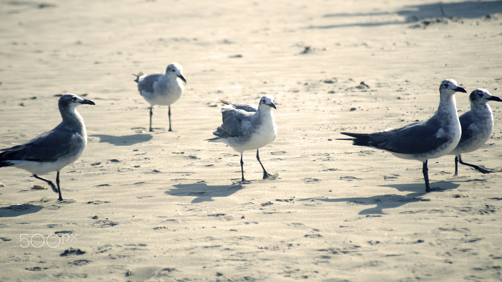 Sony SLT-A57 sample photo. Gulls on the beach photography