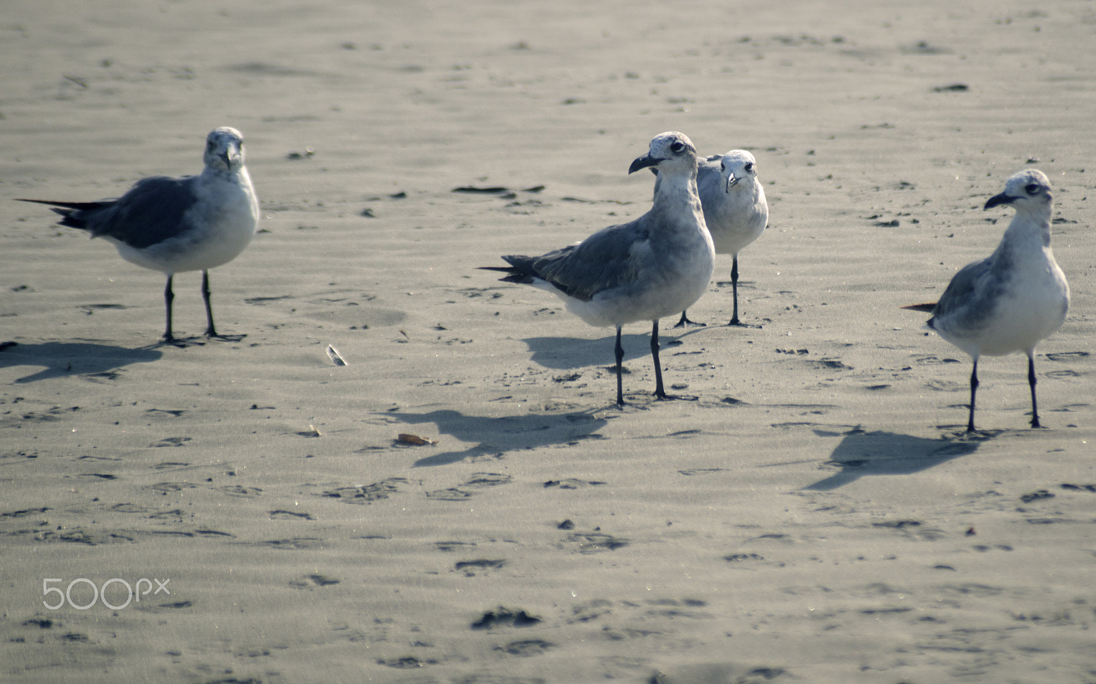 Sony SLT-A57 + Sigma 70-210mm F4-5.6 APO sample photo. Gulls on the beach photography