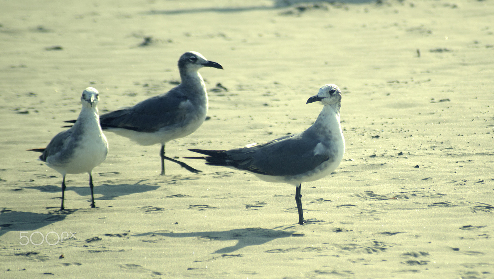 Sony SLT-A57 sample photo. Gulls on the beach photography