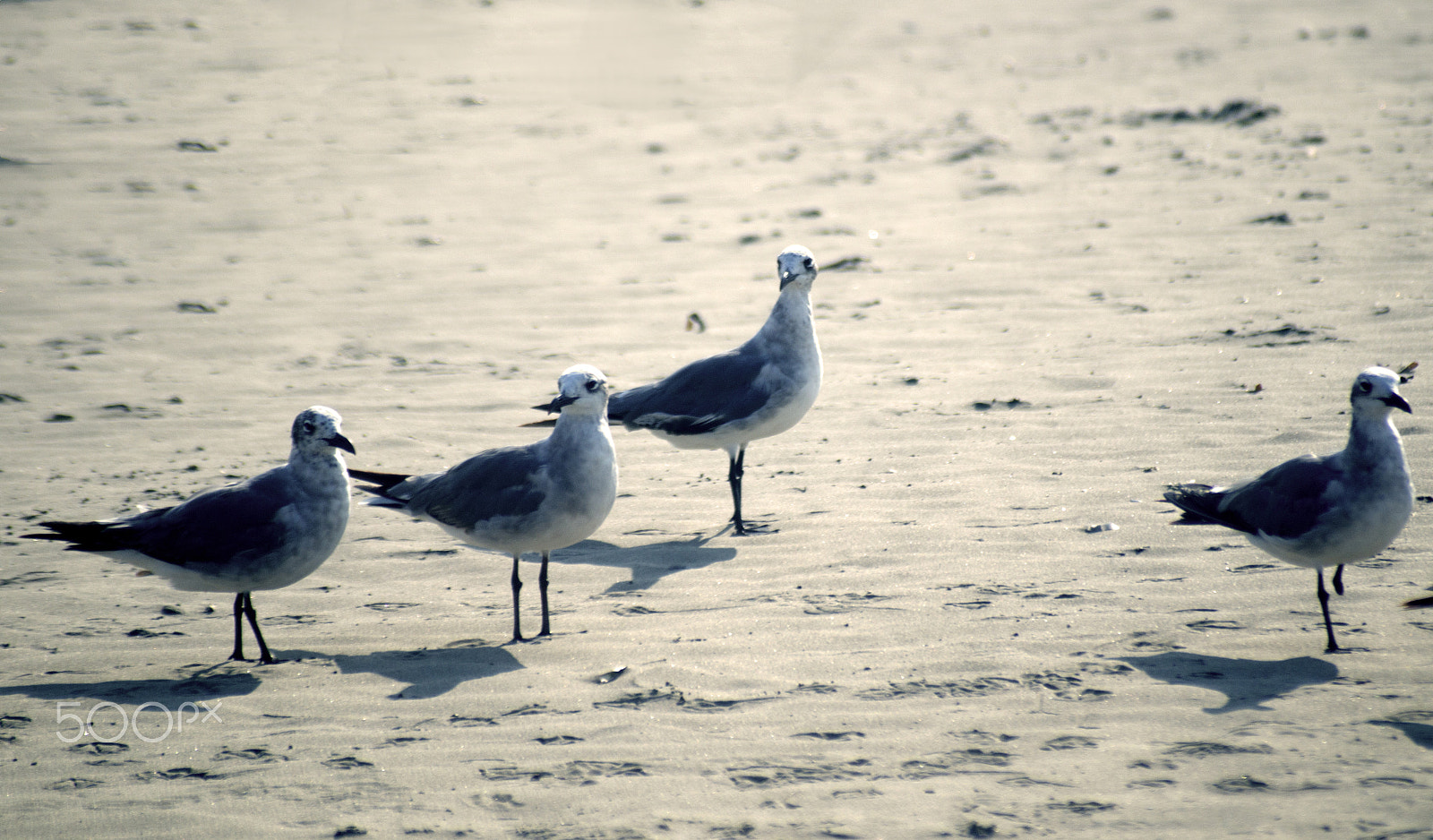 Sigma 70-210mm F4-5.6 APO sample photo. Gulls on the beach photography