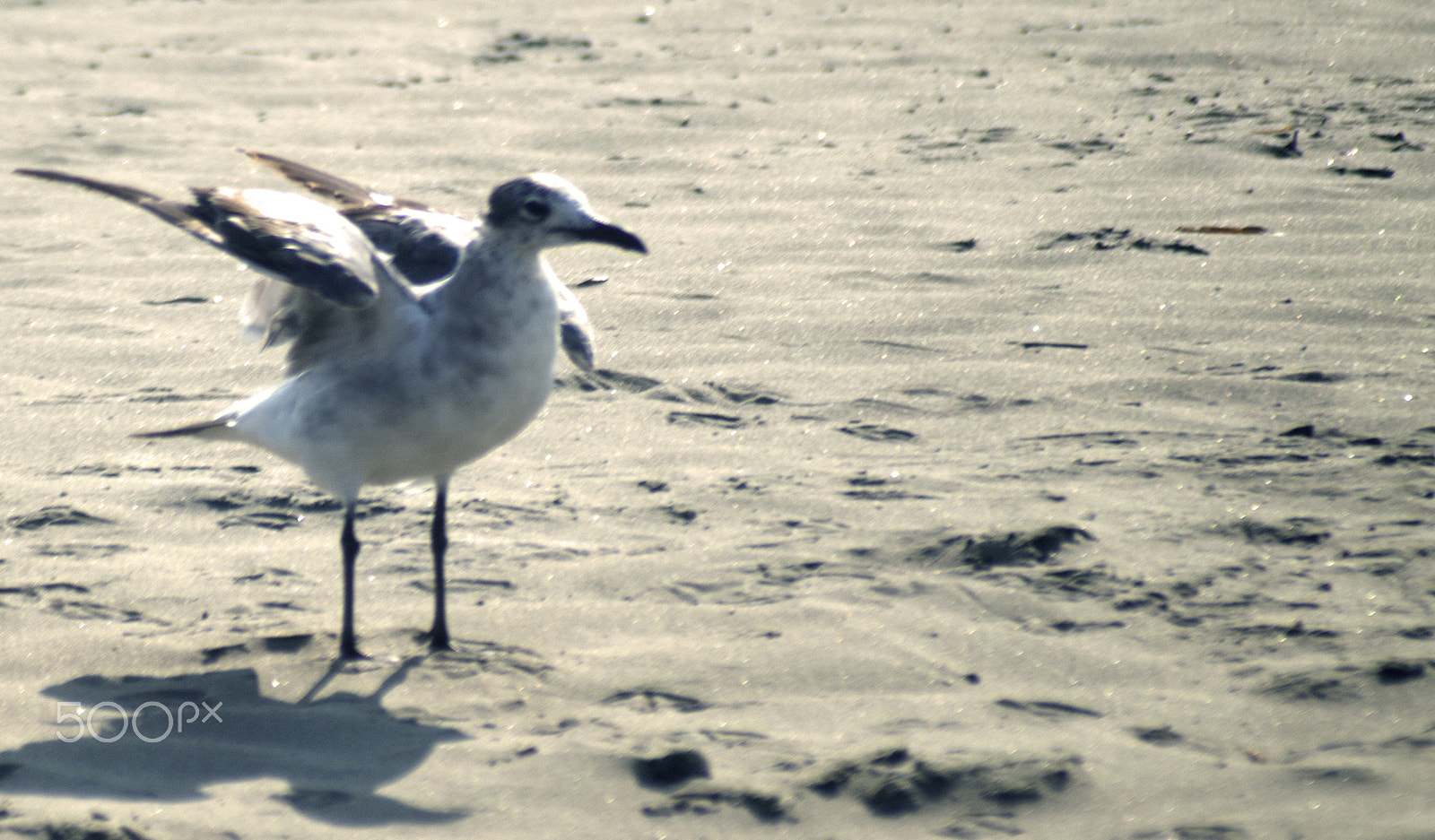 Sony SLT-A57 sample photo. Gulls on the beach photography