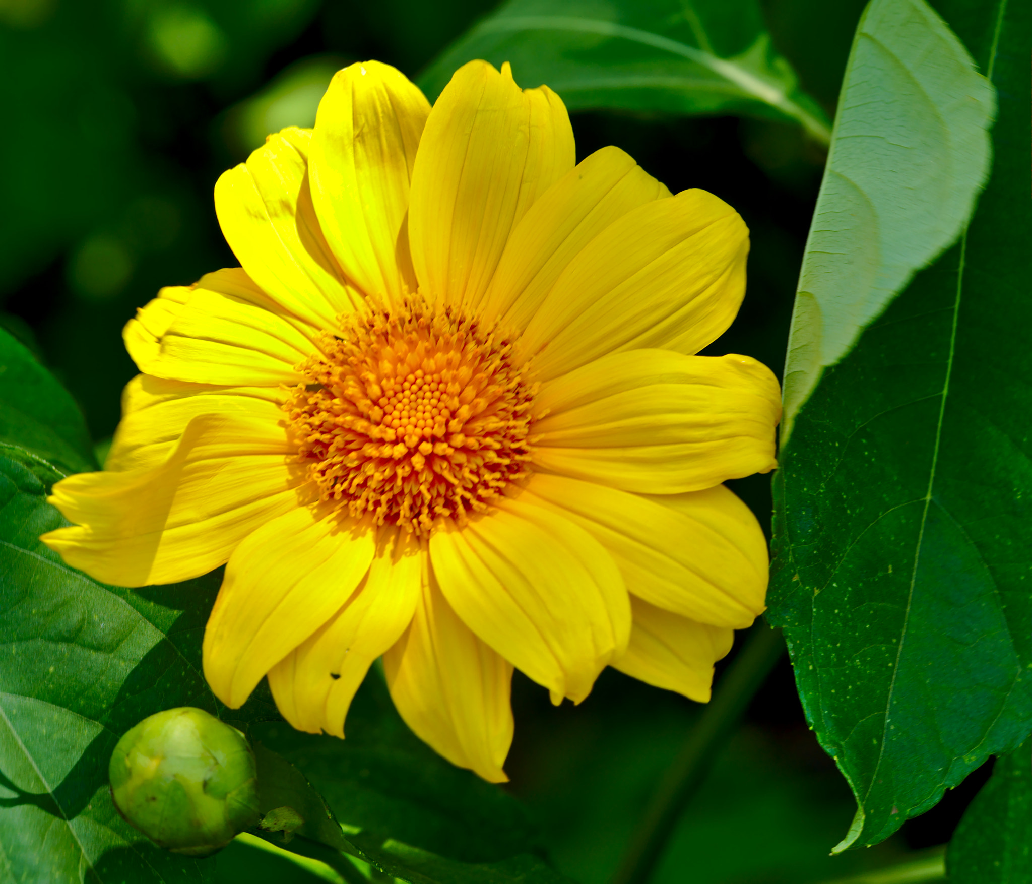 ZEISS Otus 85mm F1.4 sample photo. Yellow gerbera photography