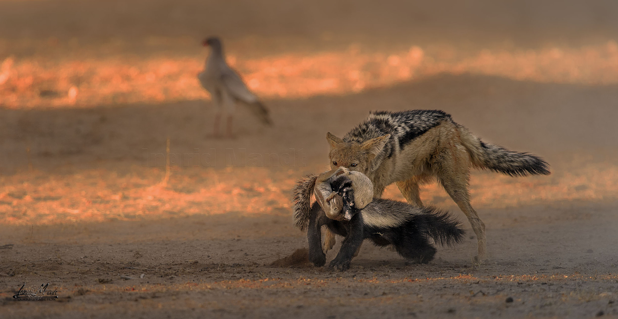 Nikon D4S + Nikon AF-S Nikkor 600mm F4G ED VR sample photo. Typical food chain in the kalahari photography